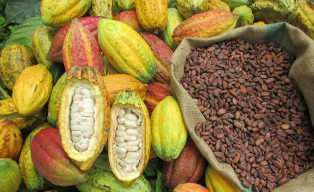 Cacao Sourcing Policy