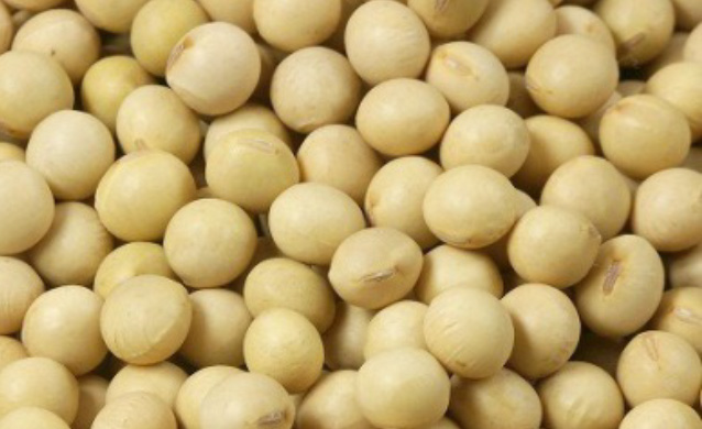 Soybean Sourcing Policy