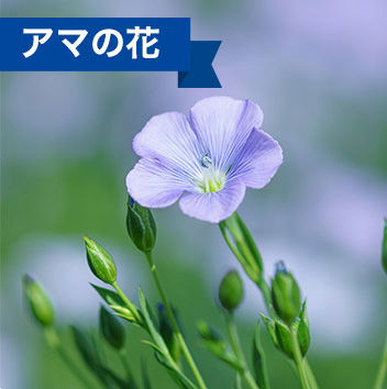 アマの花