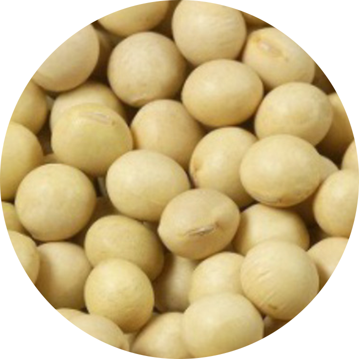 大豆