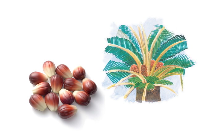 ans