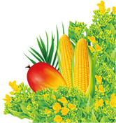 イラスト：野菜（菜の花、パームの実、とうもろこし）
