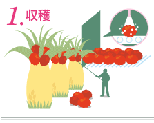 1.収穫