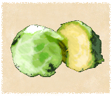 イラスト：キャベツ