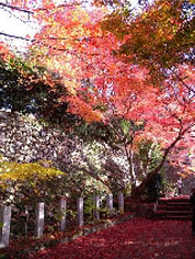 箕面駅から徒歩5分の場所に立つ西江寺(さいこうじ)は斎明天皇4年(658年)に開かれた古刹。美しい紅葉で知られます。