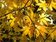 晩秋の陽の光に鮮やかに輝く一行寺楓の黄葉。