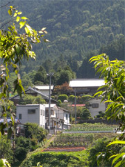 集落が山あいの傾斜地である棡原。水田がなく、畑では麦・そば・こんにゃく・芋などが作られます。