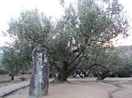 1908年に小豆島に入ってきたオリーブ。現在、当時の原木はありませんが、原木からの挿し木が「小豆島オリーブ園」に残っています。