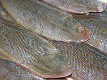 クチゾコは有明海を代表する魚の一つ。＜写真提供：鹿島市＞