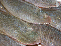 クチゾコは有明海を代表する魚の一つ。<写真提供:鹿島市>