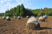 晩秋から初冬に落花生畑で見られる「ぼっち」。収穫した落花生を野積みし、北風に当てて乾燥させることで実の苦みが抜け、甘みと油がのると言われています。＜提供：(公社)千葉観光物産協会＞