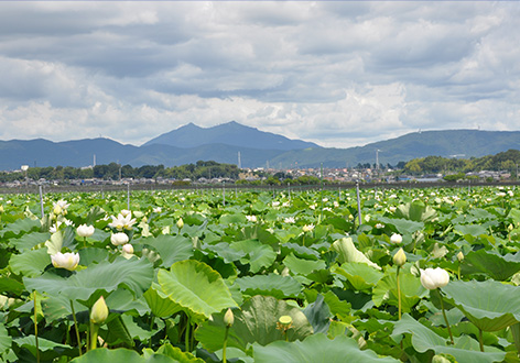 茨城県土浦市 レンコンのおろし揚げ 発見 ご当地 油 紀行 生活科学 植物のチカラ 日清オイリオ