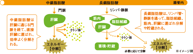 中鎖脂肪酸油の分解メカニズム