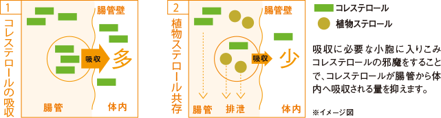 コレステロールと植物ステロールの吸収メカニズム