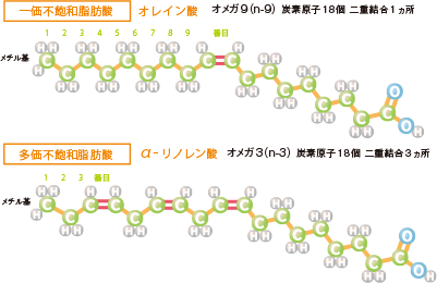 オレイン酸とα-リノレン酸の二重結合の位置