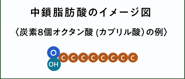 中鎖脂肪酸のイメージ図〈炭素8個オクタン酸 (カプリル酸)の例〉
